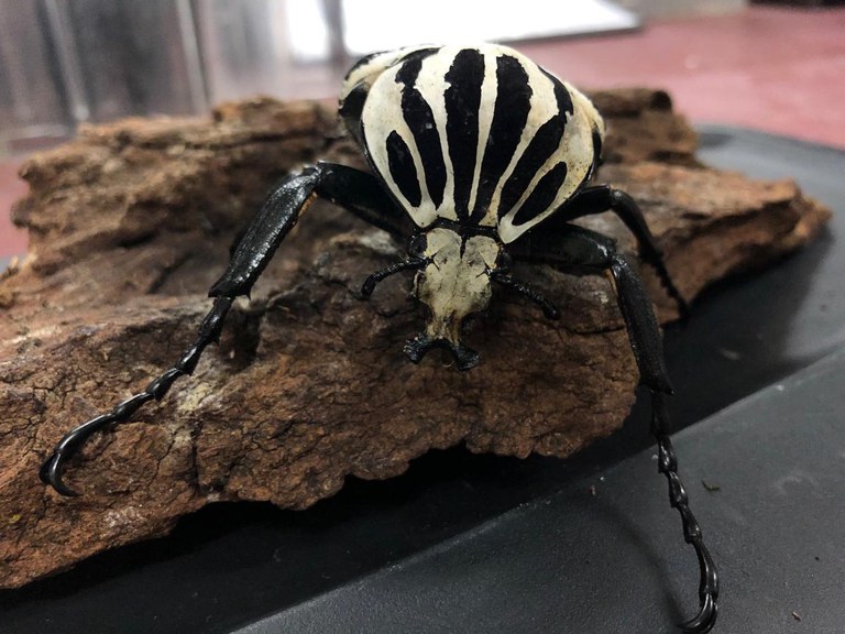 A Goliath Beetle.