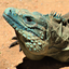 Grand Cayman Blue Iguana Headshot Animal Yearbook