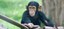 Great Apes Feature Chimp Baby