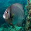 Grey Angelfish Headshot Animal Yearbook