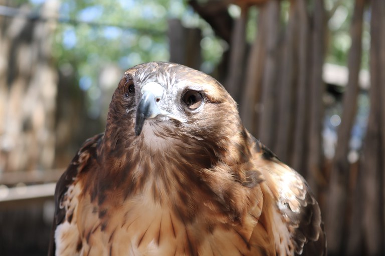 A close up of a hawk.