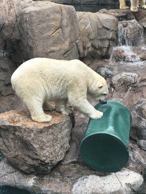 A polar bear interacting with a large plastic barrel enrichment item.