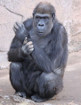 Huerfanita the gorilla.