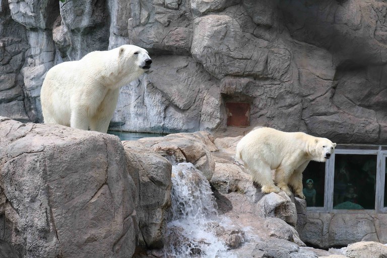 Two polar bears in their enclosure at the ABQ BioPark.