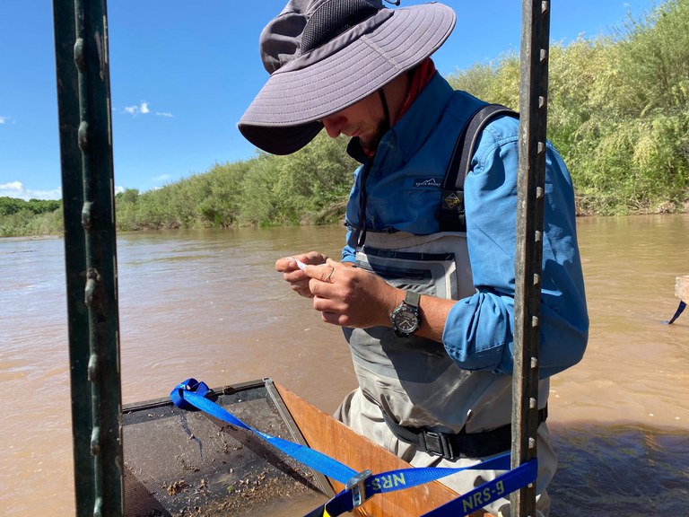 A person standing in the Rio Grande sifts through debris in a special collection tray during a silvery minnow collection effort.