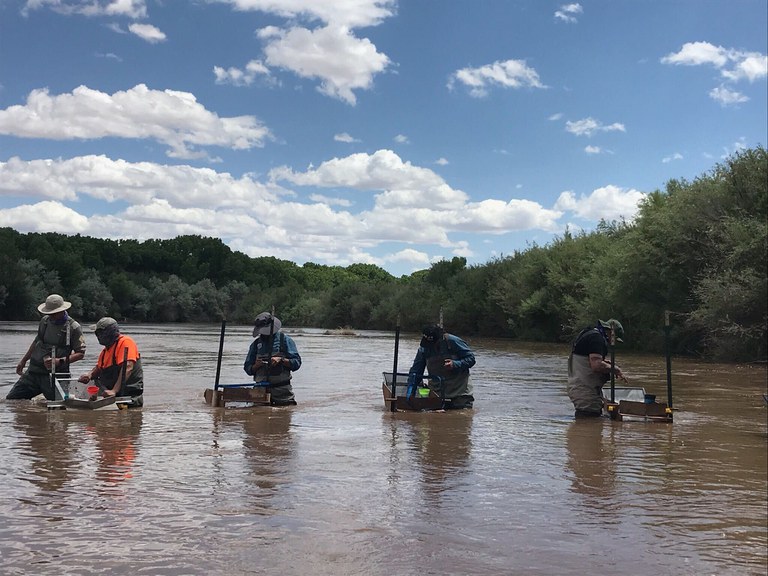 A small group of people wade hip-high in the Rio Grande collecting silvery minnow fish.