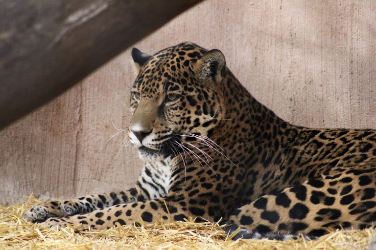 A jaguar resting on a bed of straw at the ABQ BioPark.