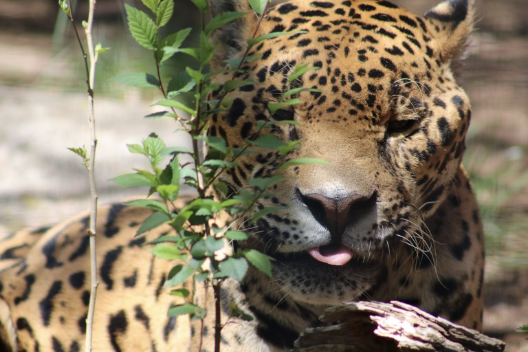 A close up of a jaguar.