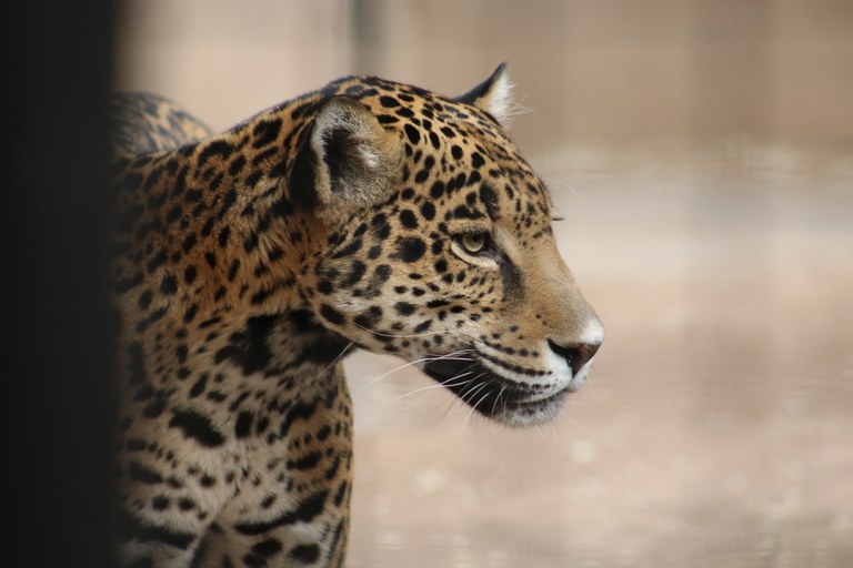 A close up of a jaguar.