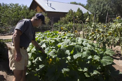 A man examines a plant on a small farm.