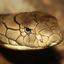 King Cobra Headshot Animal Yearbook