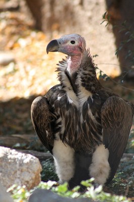 Lappet-faced vulture at the Zoo.