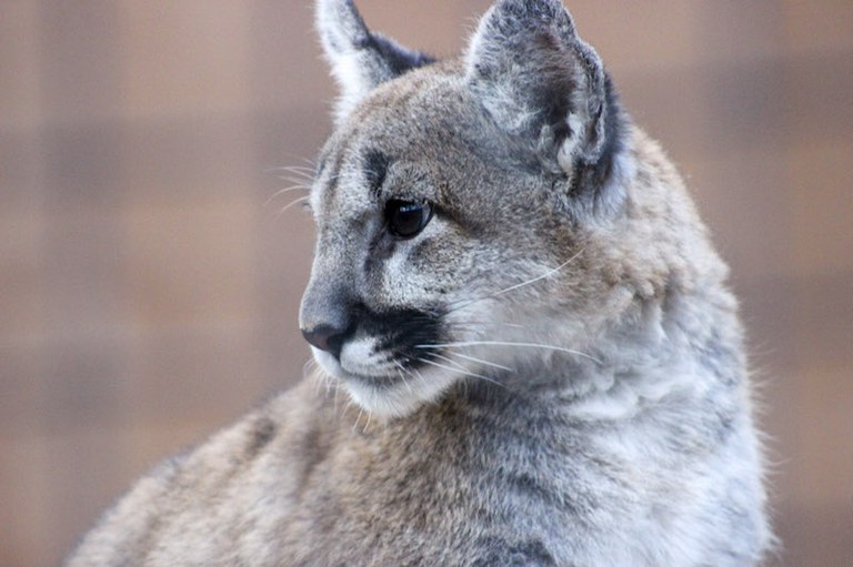 Larabee, the Mountain Lion cub.