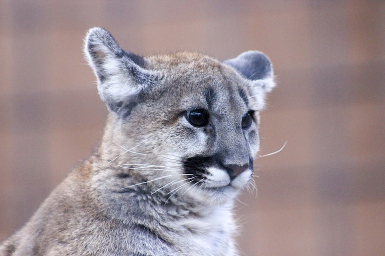 Larabee, the Mountain Lion cub.