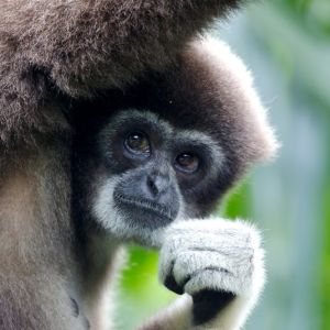 Lar Gibbon Headshot 