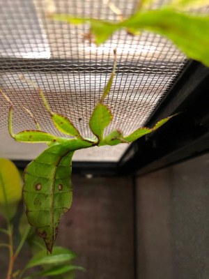 A Leaf Bug.