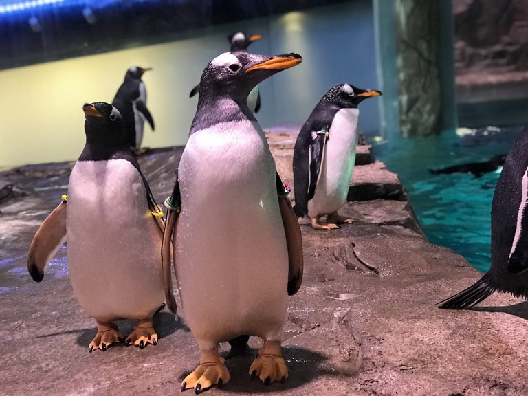 A group of penguins standing on a concrete platform in the penguin exhibit.