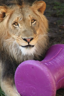 A male African lion plays with a large purple plastic enrichment toy.