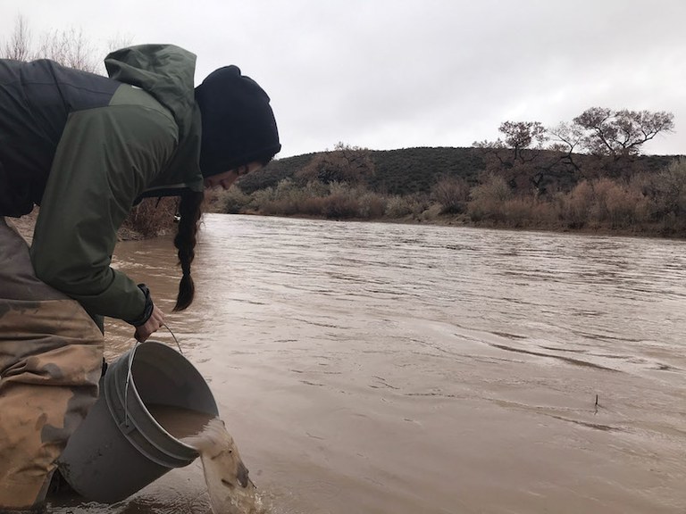 A person pouring a bucket of water with silvery minnows into the Rio Grande.