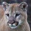 Mountain Lion Headshot Animal Yearbook