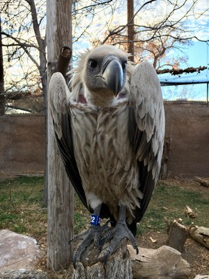 A Nazgul Vulture.