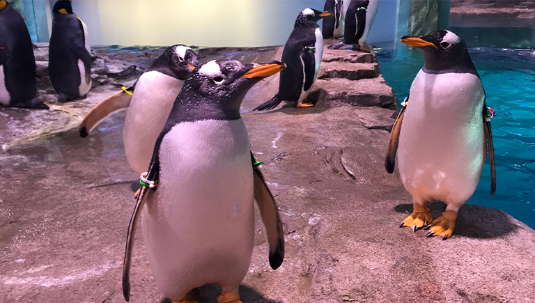 Penguins posing at the ABQ BioPark Penguin Chill Exhibit
