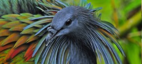 Nicobar Pigeon