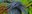 Nicobar Pigeon