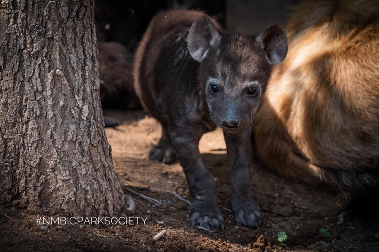 A hyena cub at the zoo, photo courtesy of the New Mexico BioPark Society.