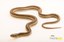 Northern Mexican Garter Snake_Joel Sartore