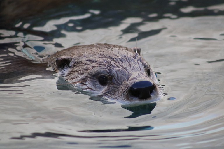 A river otter swimming.