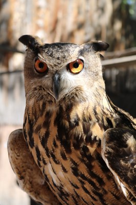 A close up of an owl.