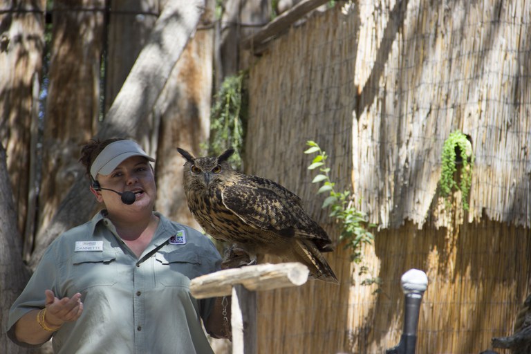 BioPark staff member Dannette standing next to an owl on perch.