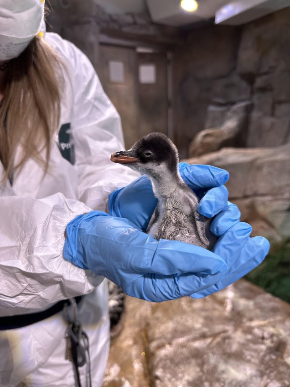 gentoo-penguin-chick-november-2022