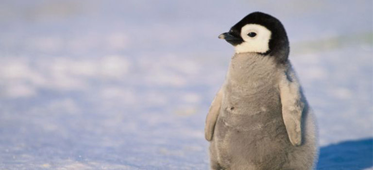 Baby-Pinguin-Küken