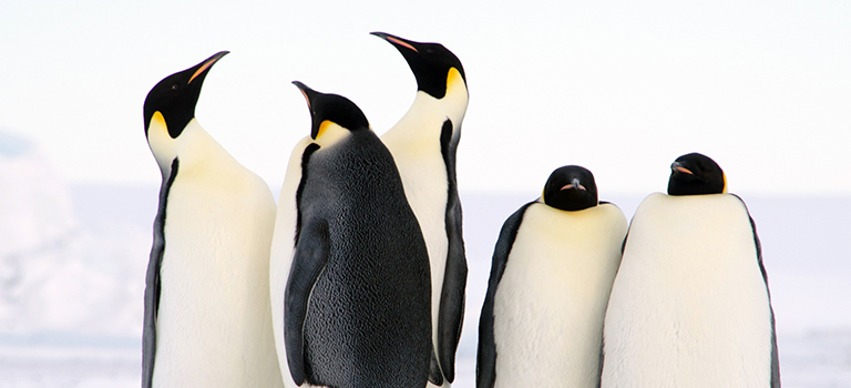Pinguine-Gruppe