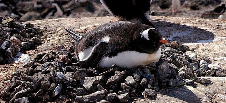 penguin-rock-nest