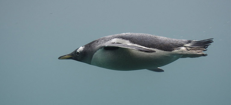 Pinguin-Schwimmen-stromlinienförmig