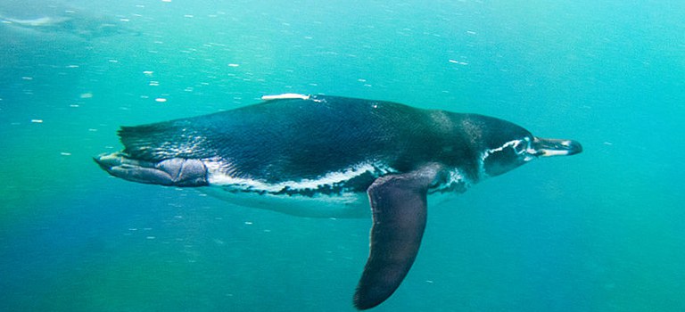 A penguin swimming.