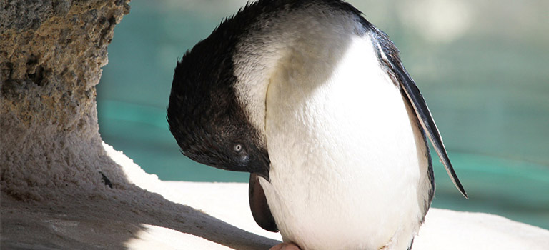 Little Blue Penguin Facts: Lesson for Kids - Video & Lesson