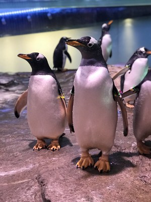 A group of penguins standing on a concrete platform in the penguin exhibit.