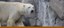 Polar bear banner