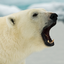 Polar Bear Headshot Animal Yearbook