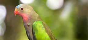 Princess of Wales Parakeet