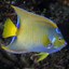 Queen Angelfish Headshot Aquarium Yearbook