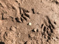 Raccoon tracks in the mud.