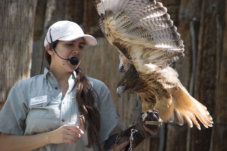 A BioPark staff member with a red tailed hawk on her hand.