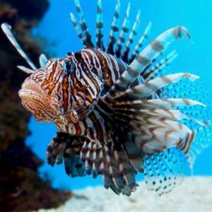 A red and white striped fish with multiple fins that look like a lions mane.