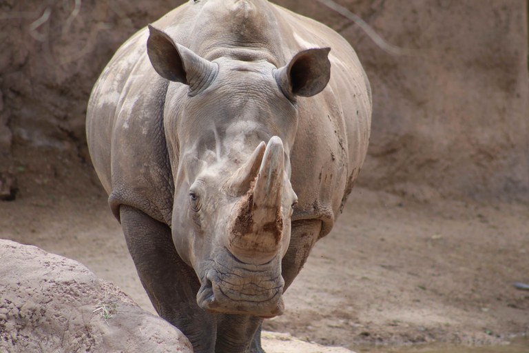 A rhino at the ABQ BioPark.