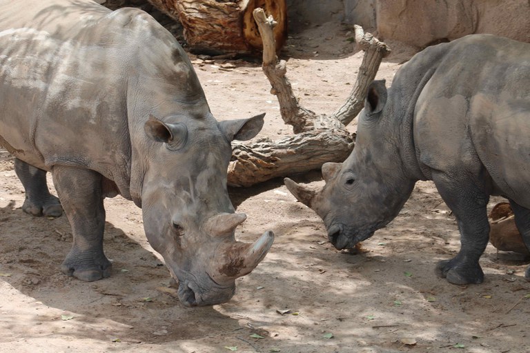 Two rhinos in their enclosure at the BioPark.